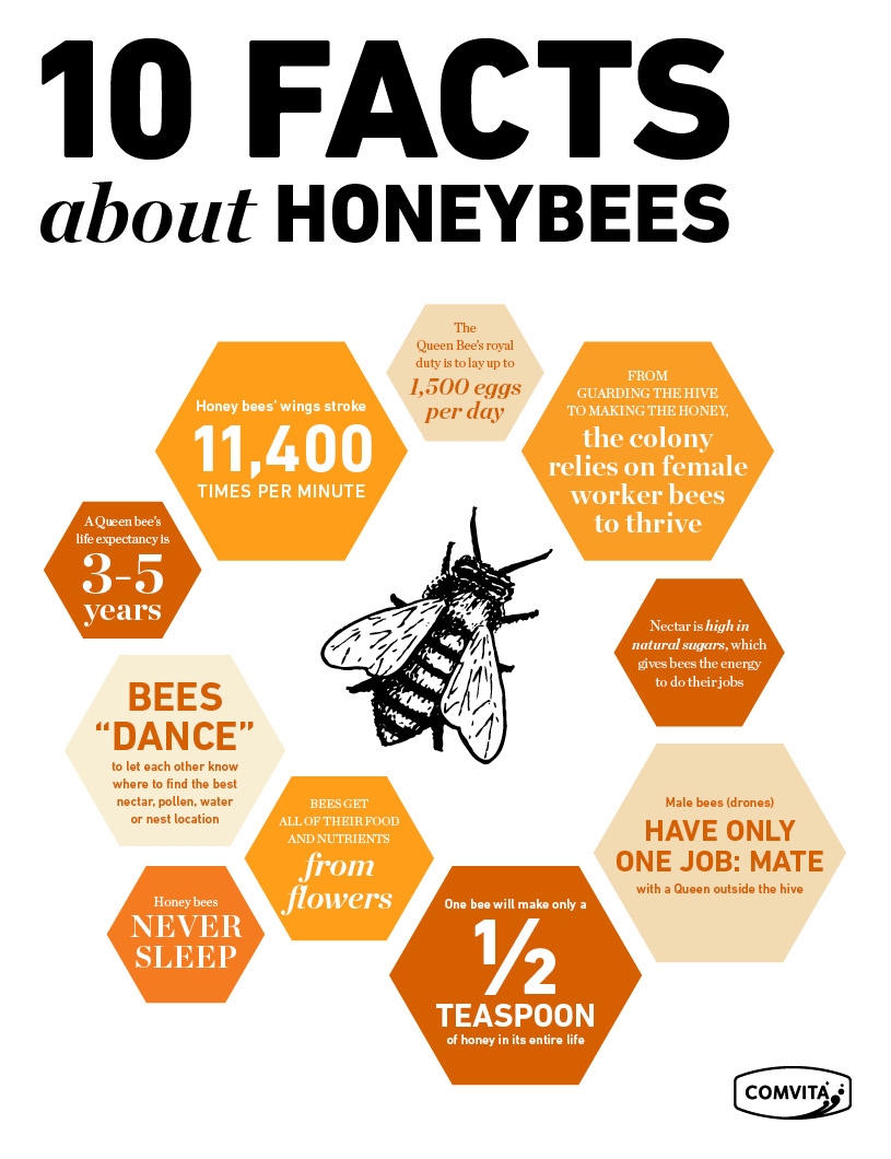 10 Interesting Facts About Honey Bees - WorldAtlas